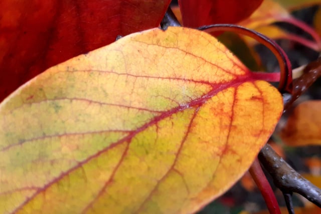 Autumnal colour at Midhurst and Petworth Park. Pic Steve Robards SR2011141 SUS-201114-125915001