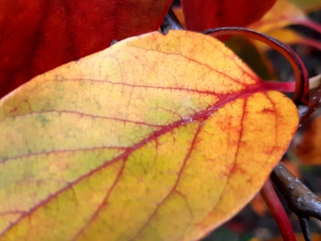 Autumnal colour at Midhurst and Petworth Park. Pic Steve Robards SR2011141 SUS-201114-125915001