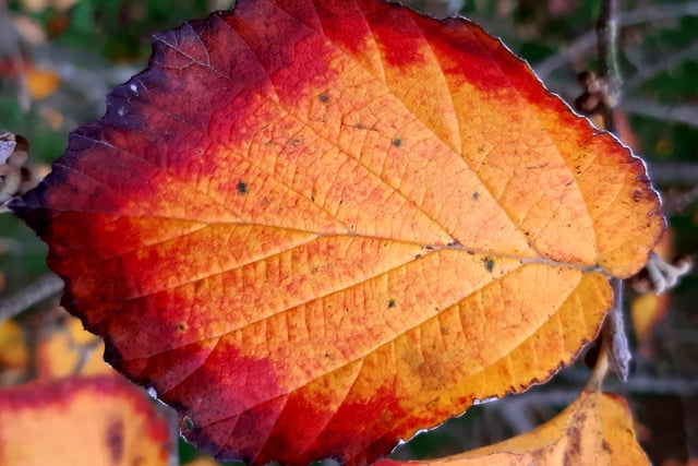 Autumnal colour at Midhurst and Petworth Park. Pic Steve Robards SR2011141 SUS-201114-125926001