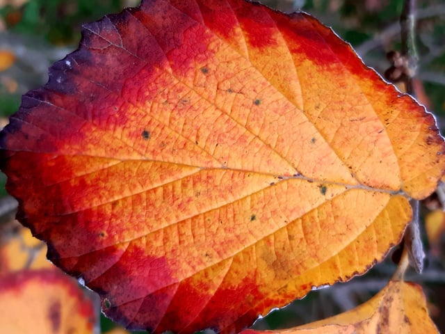 Autumnal colour at Midhurst and Petworth Park. Pic Steve Robards SR2011141 SUS-201114-125926001