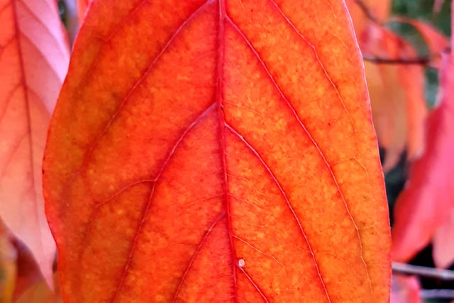 Autumnal colour at Midhurst and Petworth Park. Pic Steve Robards SR2011141 SUS-201114-125937001
