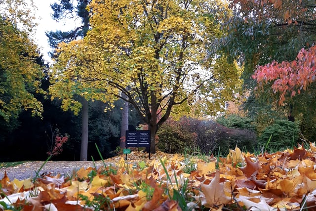 Autumnal colour at Midhurst and Petworth Park. Pic Steve Robards SR2011141 SUS-201114-125705001