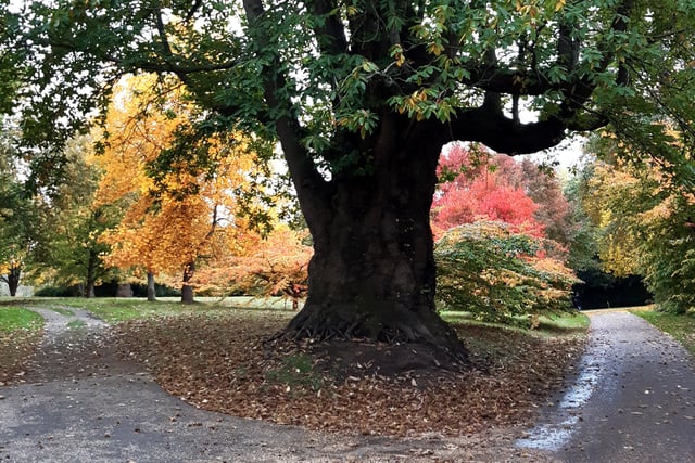 Autumnal colour at Midhurst and Petworth Park. Pic Steve Robards SR2011141 SUS-201114-125716001