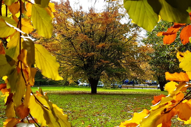 Autumnal colour at Midhurst and Petworth Park. Pic Steve Robards SR2011141 SUS-201114-125819001