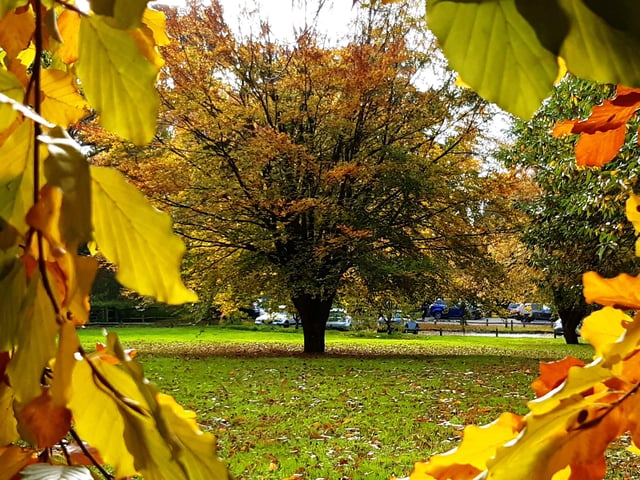 Autumnal colour at Midhurst and Petworth Park. Pic Steve Robards SR2011141 SUS-201114-125819001