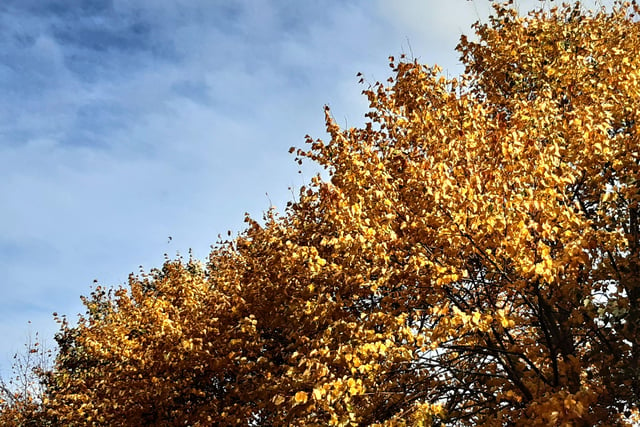 Autumnal colour at Midhurst and Petworth Park. Pic Steve Robards SR2011141 SUS-201114-125807001