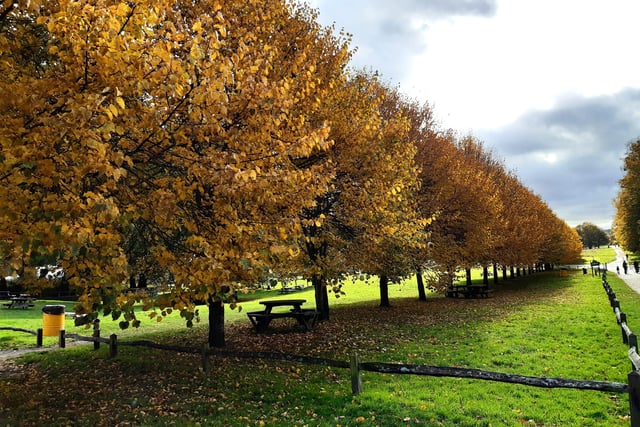 Autumnal colour at Midhurst and Petworth Park. Pic Steve Robards SR2011141 SUS-201114-125744001