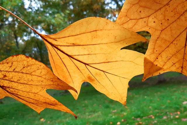 Autumnal colour at Midhurst and Petworth Park. Pic Steve Robards SR2011141 SUS-201114-125841001