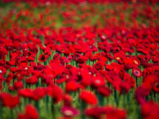 "Can you pin 1000 poppies onto my dress?" - asked at Travelodge Towcester Silverstone