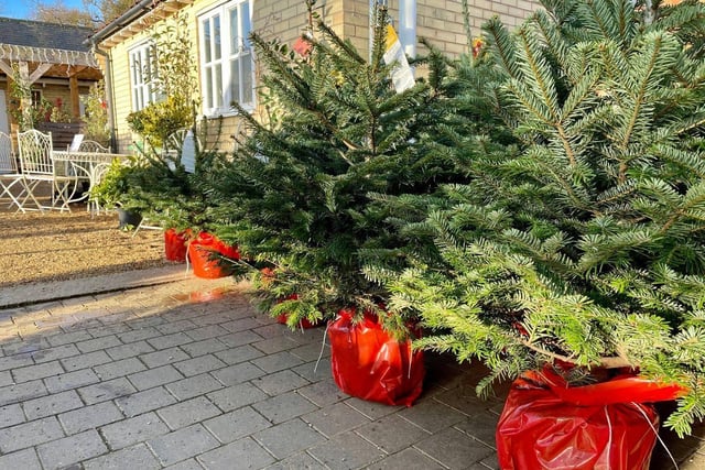Located in Burton Latimer, Bosworths Garden Centre is selling a range of both fake and real Christmas trees including Nordmann Firs, Fraser Firs, Norway Spruces and premium noble firs as well as pot grown trees. They offer local delivery and click and collect services from the end of November.
