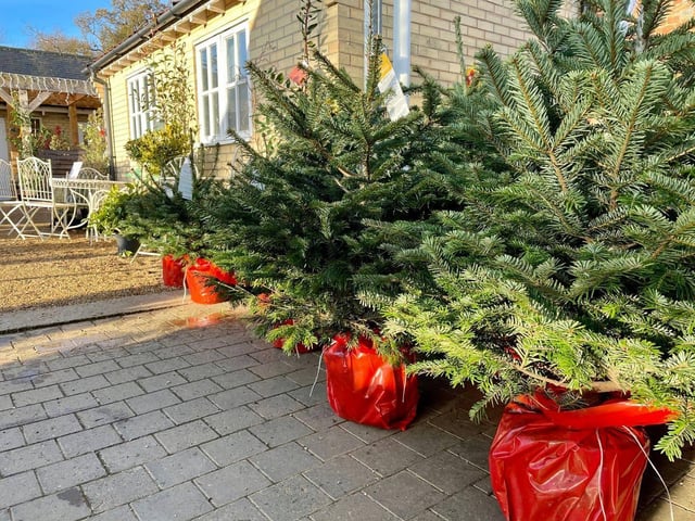 Located in Burton Latimer, Bosworths Garden Centre is selling a range of both fake and real Christmas trees including Nordmann Firs, Fraser Firs, Norway Spruces and premium noble firs as well as pot grown trees. They offer local delivery and click and collect services from the end of November.