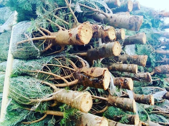 Beckworth Emporium - in Northampton - currently have a range of Nordmann Fir, Norway Spruce and Fraser Firs on sale now.