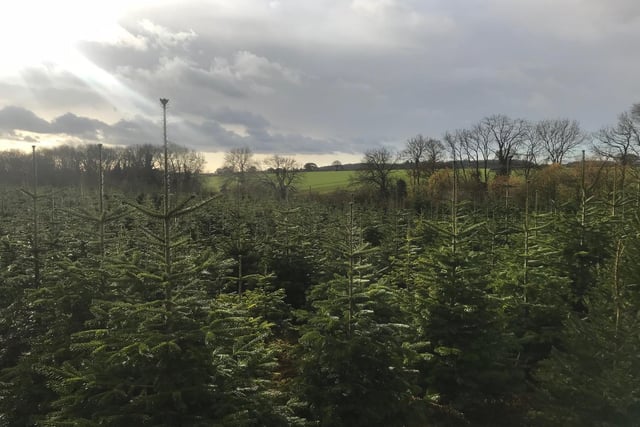 Situated on Glebe Road in Mears Ashby, Christmas Farm Trees is a family farm that hand-grows and nurtures their trees. The farm has over 4000 trees and are freshly cut once you make your selection. They are open on selected weekends from 10am-4pm and close on December 13.