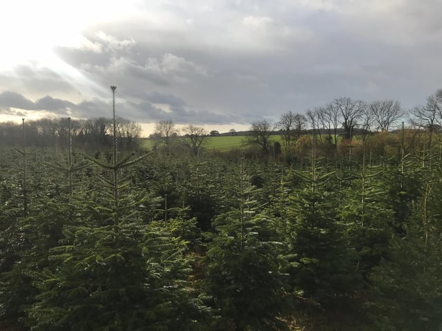 Situated on Glebe Road in Mears Ashby, Christmas Farm Trees is a family farm that hand-grows and nurtures their trees. The farm has over 4000 trees and are freshly cut once you make your selection. They are open on selected weekends from 10am-4pm and close on December 13.