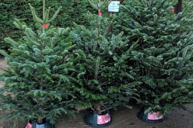 The Tree Buddy spreads yuletide joy by delivering high-quality fir trees around Northamptonshire while dressed as Santa Claus' elves! All trees are the premium Nordmann Fir variety and are available in 5ft, 6ft, 7ft and 8ft. Andy the Elf will even set it up for you if you request ‘Elf Installation’.