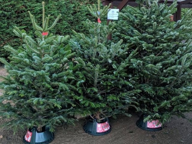 The Tree Buddy spreads yuletide joy by delivering high-quality fir trees around Northamptonshire while dressed as Santa Claus' elves! All trees are the premium Nordmann Fir variety and are available in 5ft, 6ft, 7ft and 8ft. Andy the Elf will even set it up for you if you request ‘Elf Installation’.