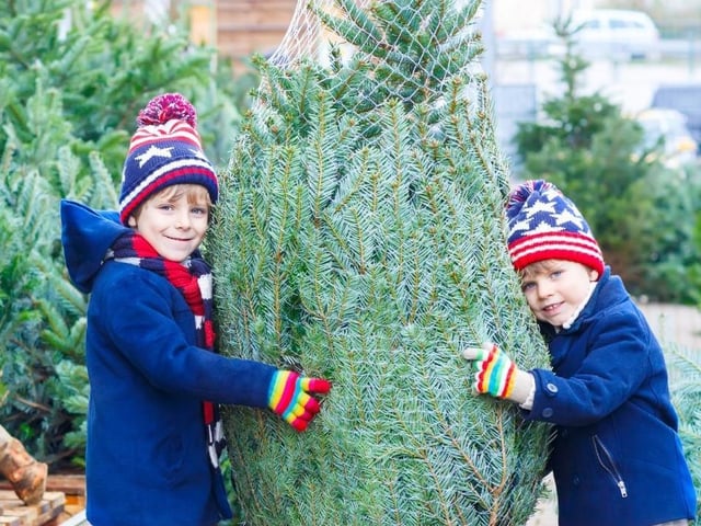 Based in Towcester, Bell Plantation Garden centre offers a range of fresh, British-grown Christmas trees including Nordmann and Fraser Firs. They also have delivery services available.