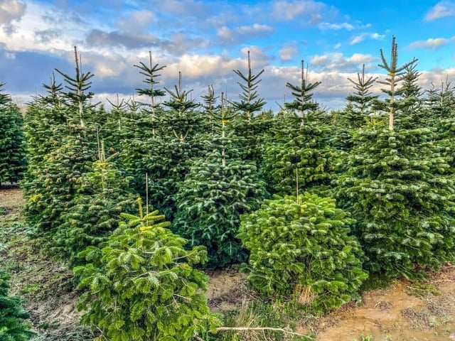 Open from November 14 until Christmas Eve, you can taste their mulled wine whilst browsing their trees and saying hello to their farm animals. They can be found in Market Harborough