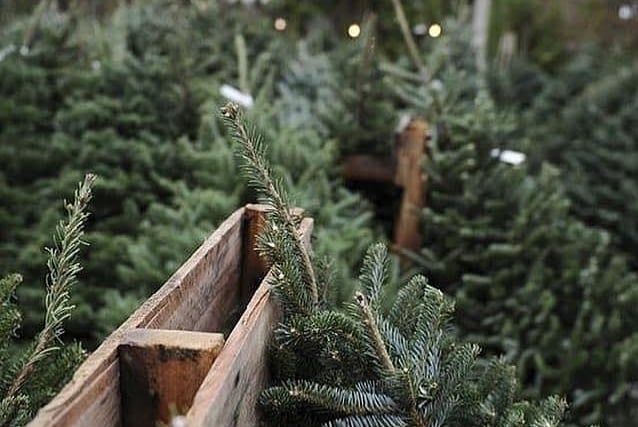 Elf Delivery delivers real Christmas trees all across Northamptonshire and the best part? They’re delivered by elves in Santa’s sleigh! You can also find them at the farmer’ market in Thrapston on Saturday December 5.