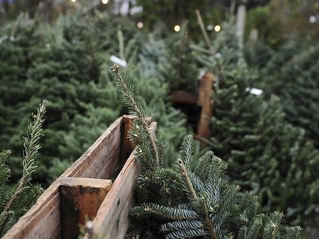 Elf Delivery delivers real Christmas trees all across Northamptonshire and the best part? They’re delivered by elves in Santa’s sleigh! You can also find them at the farmer’ market in Thrapston on Saturday December 5.