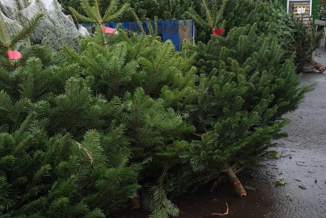 Hassett Plant Centre in Pitsford offers a selection of Nordmann fir trees ranging from three feet up to eight feet tall. They deliver across Northamptonshire.