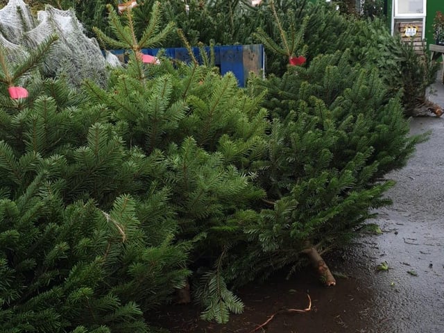 Hassett Plant Centre in Pitsford offers a selection of Nordmann fir trees ranging from three feet up to eight feet tall. They deliver across Northamptonshire.