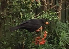 Sandee Lane - a bird on a bush at Langtoft