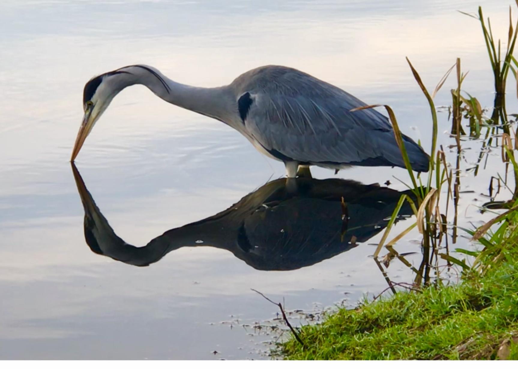 Caroline Chan -  a heron and its reflection at the rowing lake
