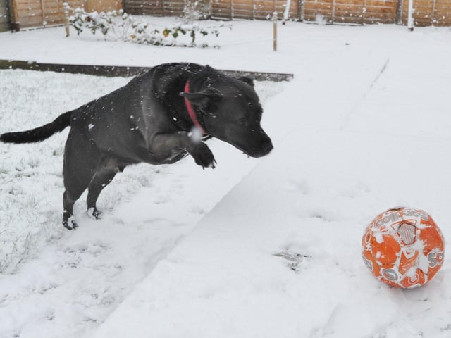 There has been no heavy snowfall in Peterborough this year (all pics taken before social distancing rules)