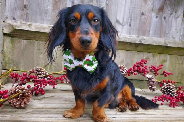 What an incredible bowtie on this dog! Thank you to West Sussex County Times reader Kimberley Thatcher for sharing this picture.