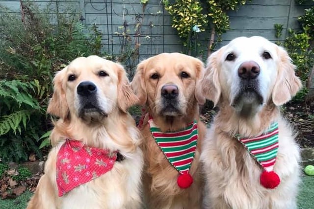 Bertie, Herbie, and Billy look dashing in their festive neckwear. Thank you to Debbie Cook from Chichester for this picture.