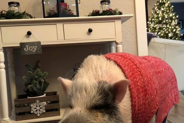 Franklin the pig looks very cosy, sporting some fashionable knitwear. Thank you to Sandra Milnes Thompson from Eastbourne for sending this in to us.