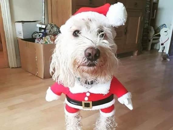 Pets across Northamptonshire get dressed up for Christmas!