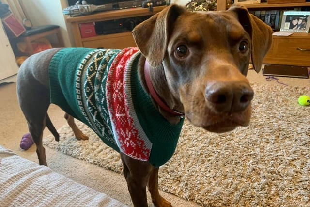 Another canine rocking their Christmas jumper!