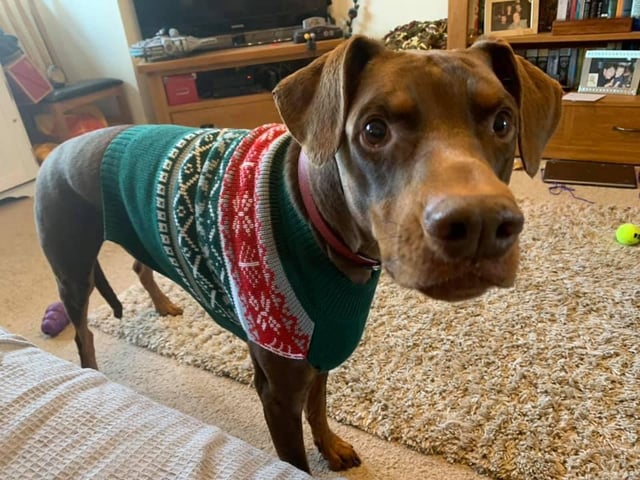Another canine rocking their Christmas jumper!