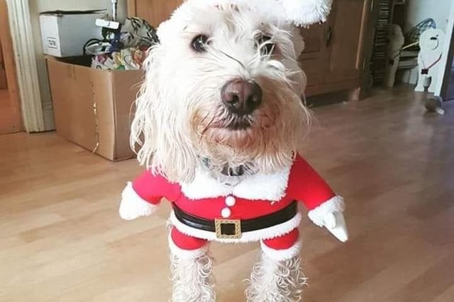 Chester is looking rather dashing in his Santa costume!