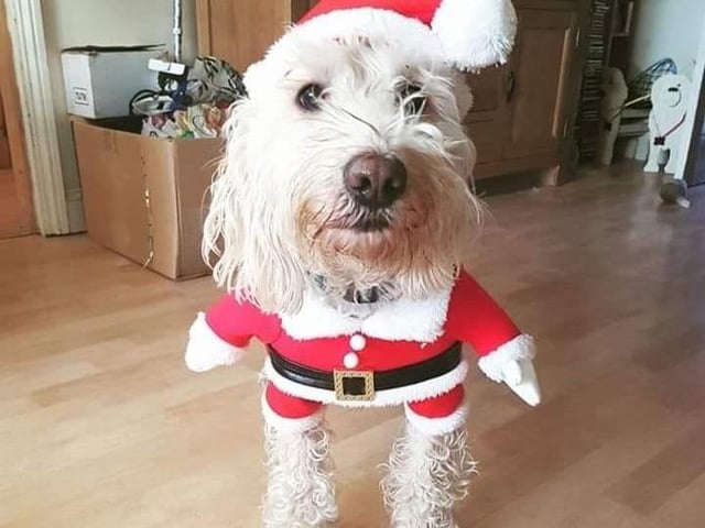 Chester is looking rather dashing in his Santa costume!