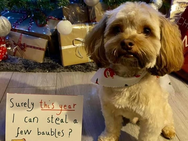 How can you say no to that face?