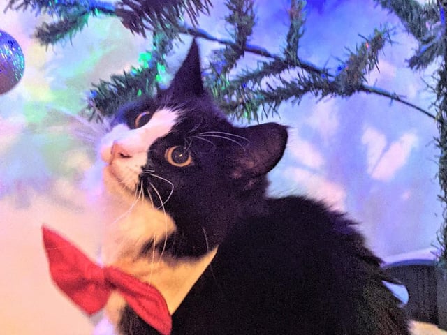 Freyja is looking all cute and Christmasey wearing her festive bow.