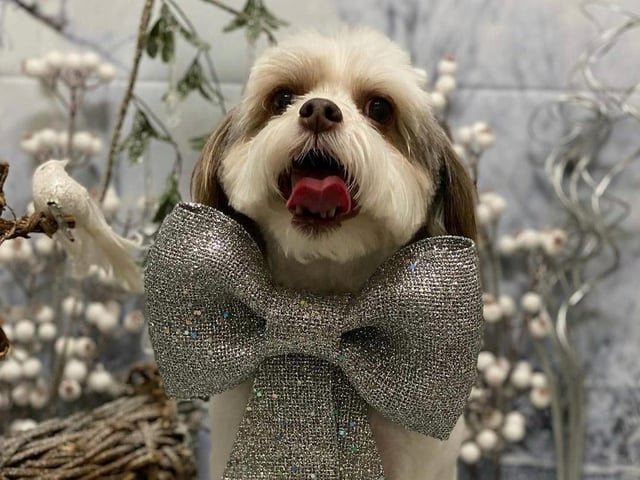 I've never seen dog more excited for Christmas.