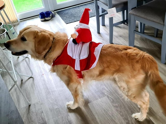 This pooch was all to happy to give Santa a lift after he misplaced his reindeer.