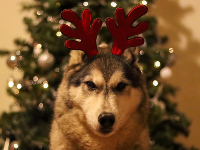 He is not amused.