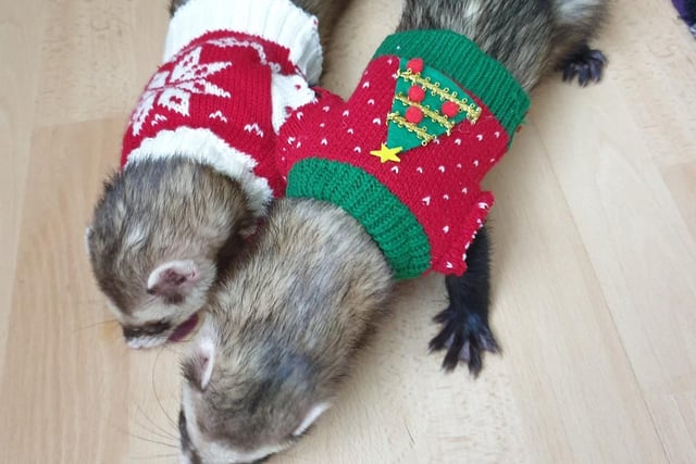 These two look adorable in their festive jumpers.