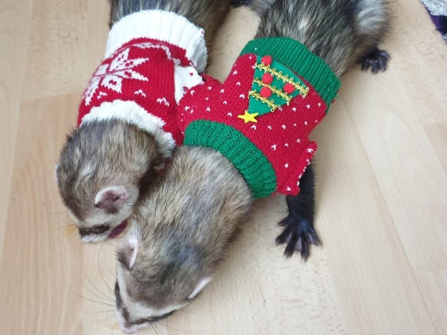 These two look adorable in their festive jumpers.