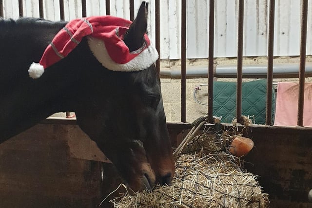 Even Scruffy the horse got involved with the festive fun!