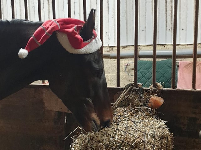 Even Scruffy the horse got involved with the festive fun!