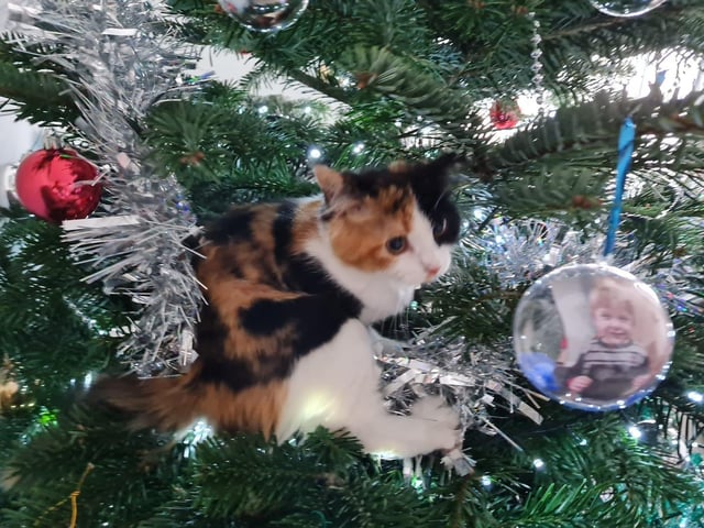 Never mind Christmas costumes, this kitten wanted to help with the decorations!