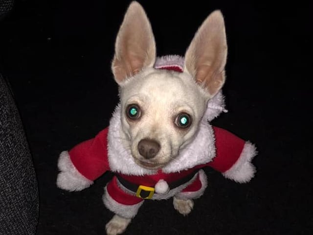 Elton Hercules is all set to deliver slobbery festive kisses so make sure you leave some treats out for him!
