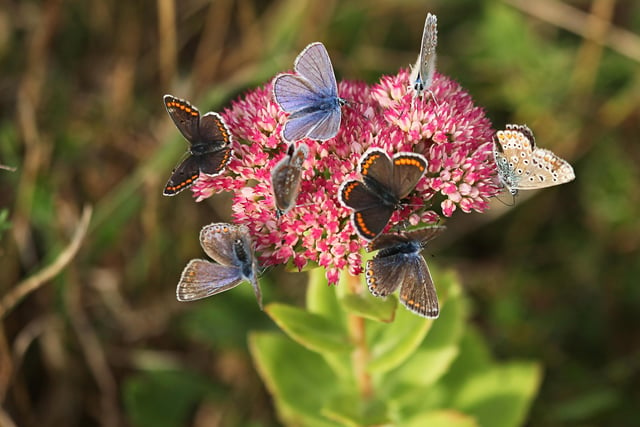 Flashback to September - Brown Argus and Common Blue butterflies feeding on an ice plant in Roger and Liz Charlwood's Beachy Head Road garden. SUS-201215-103819001
