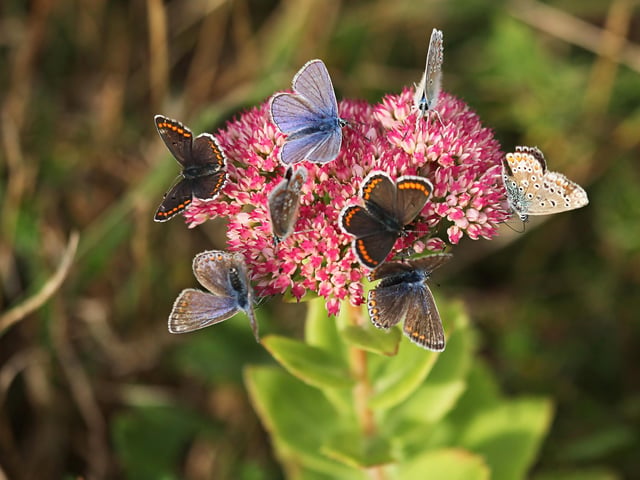 Flashback to September - Brown Argus and Common Blue butterflies feeding on an ice plant in Roger and Liz Charlwood's Beachy Head Road garden. SUS-201215-103819001